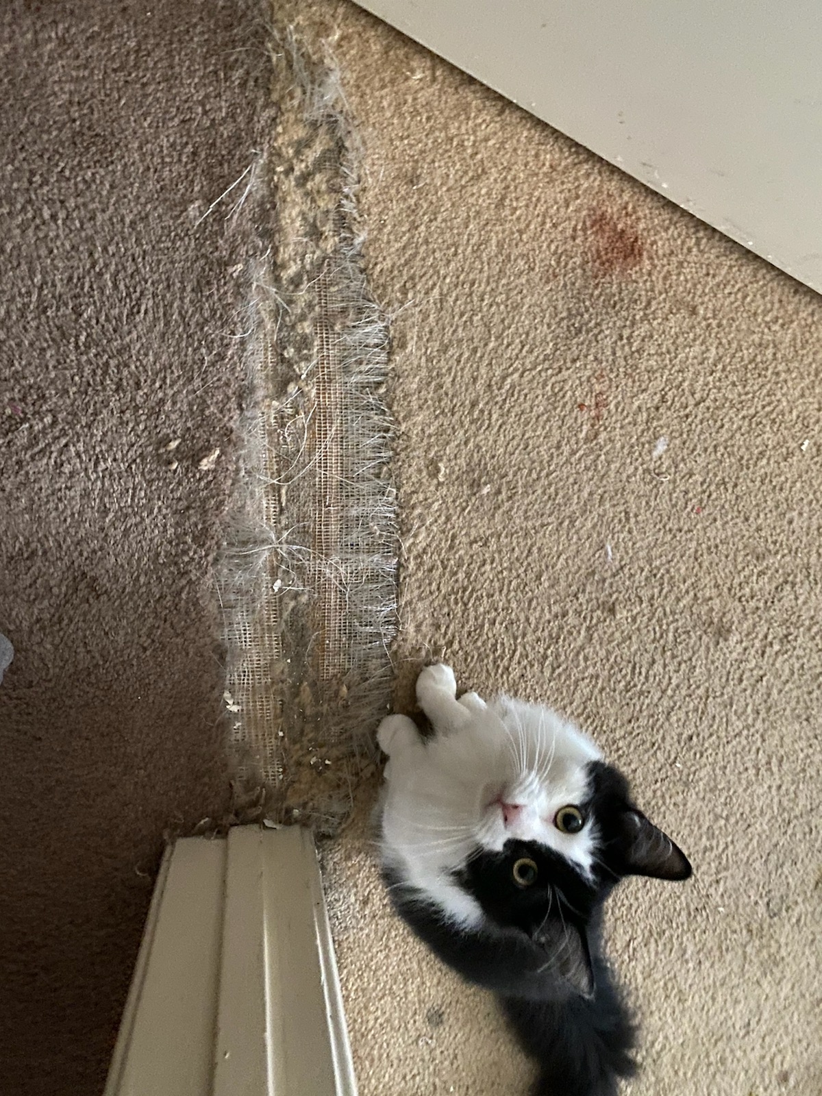 Pet damage carpet