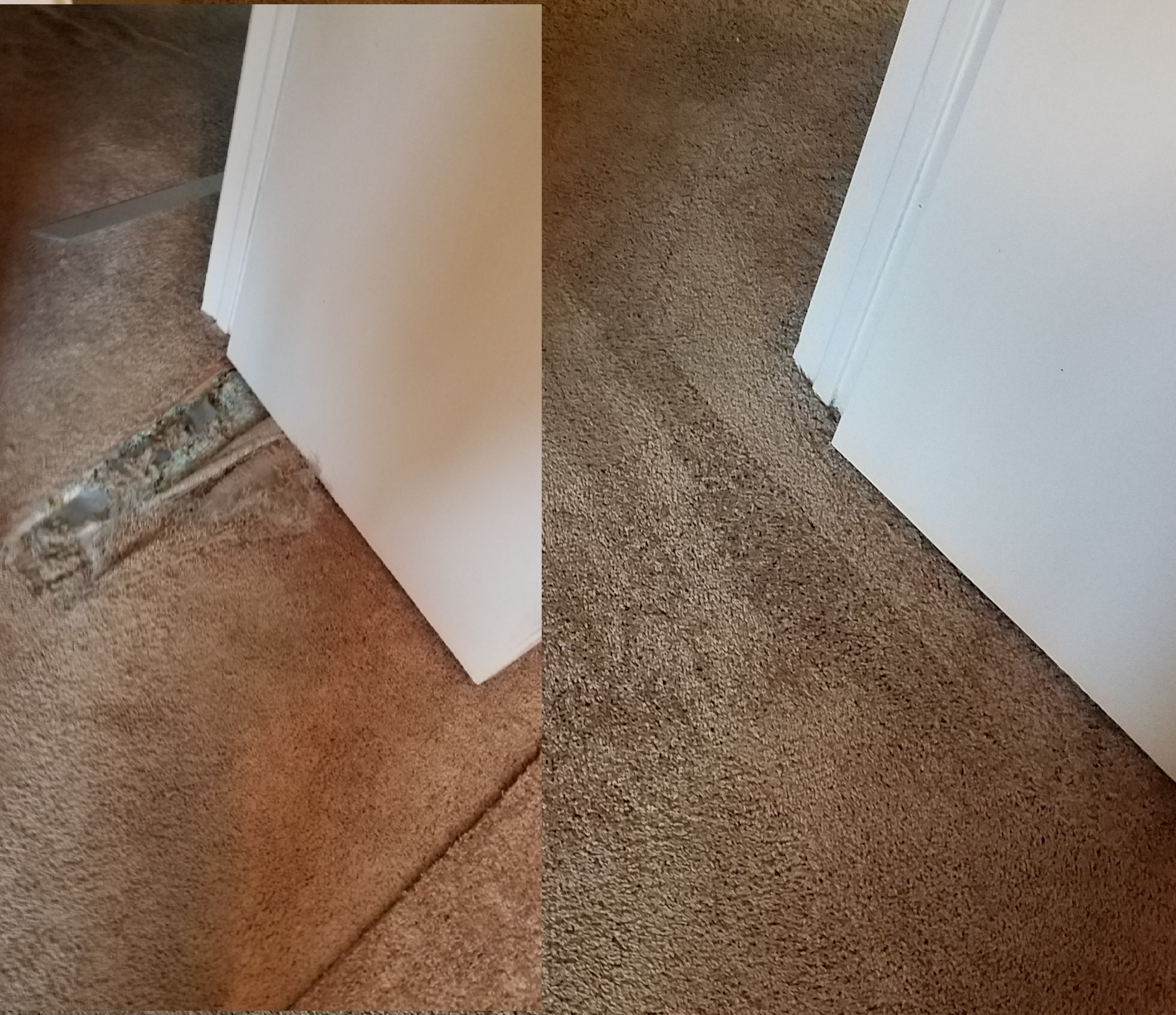 Carpet pet damage repair 